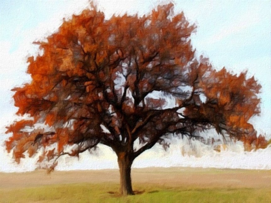 plein air oak tree sketch