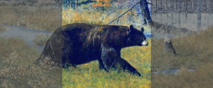 Acrylic Painting: Black Bear At Beaver&nbsp;Dam
