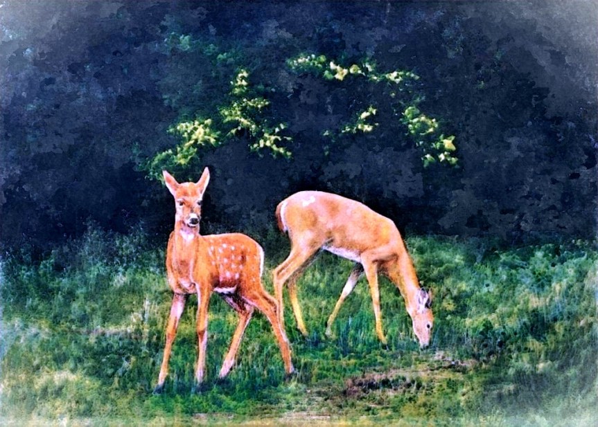 fawn and doe