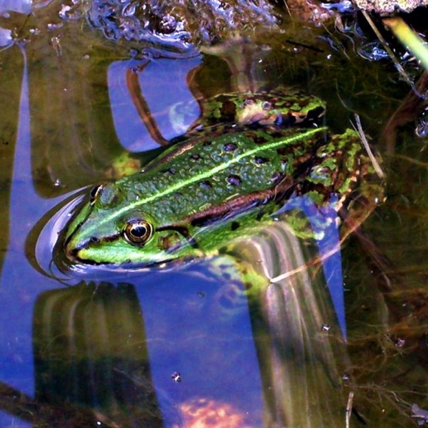 frog in a pond