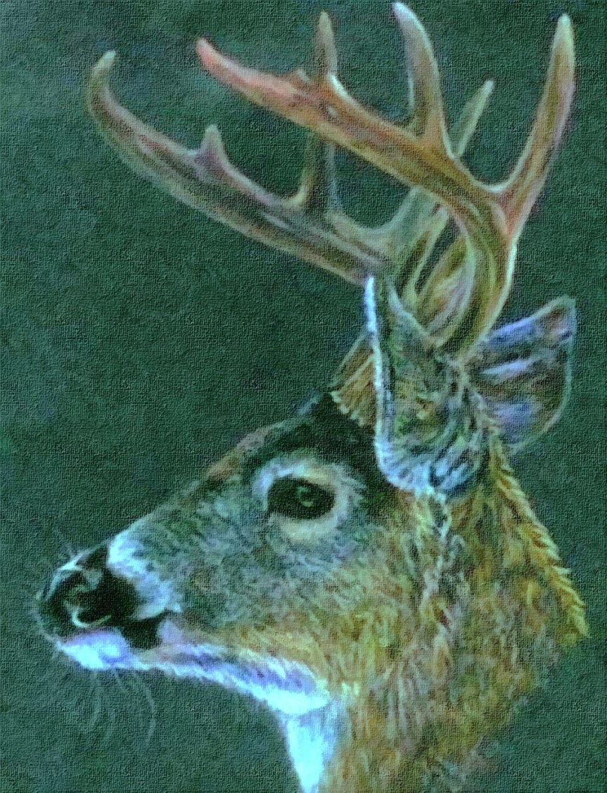 pastel deer drawing