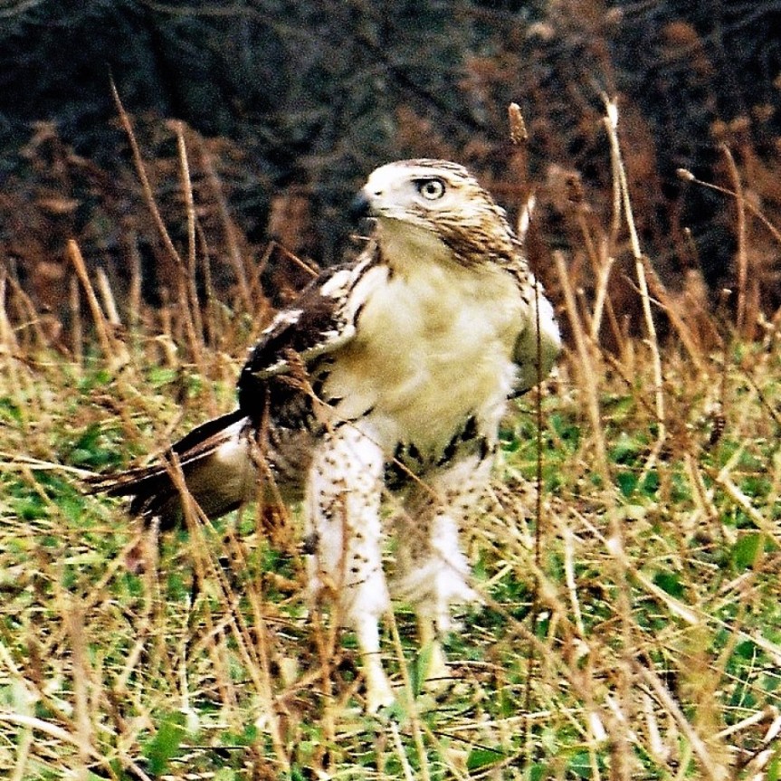 red-tailed hawk photo