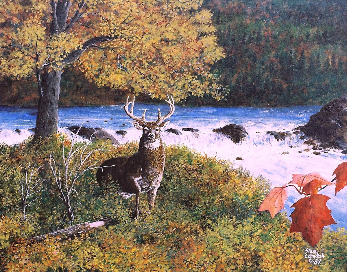 whitetail buck, acrylic painting