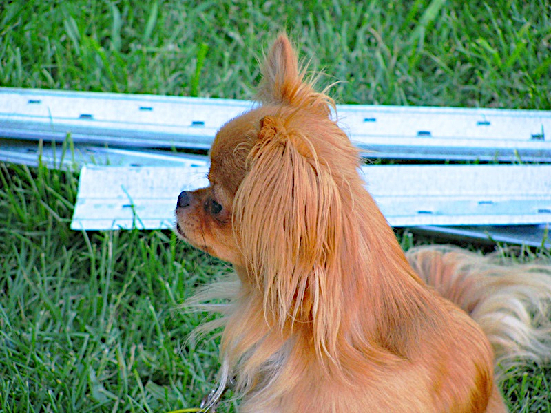 Tuffy supervising