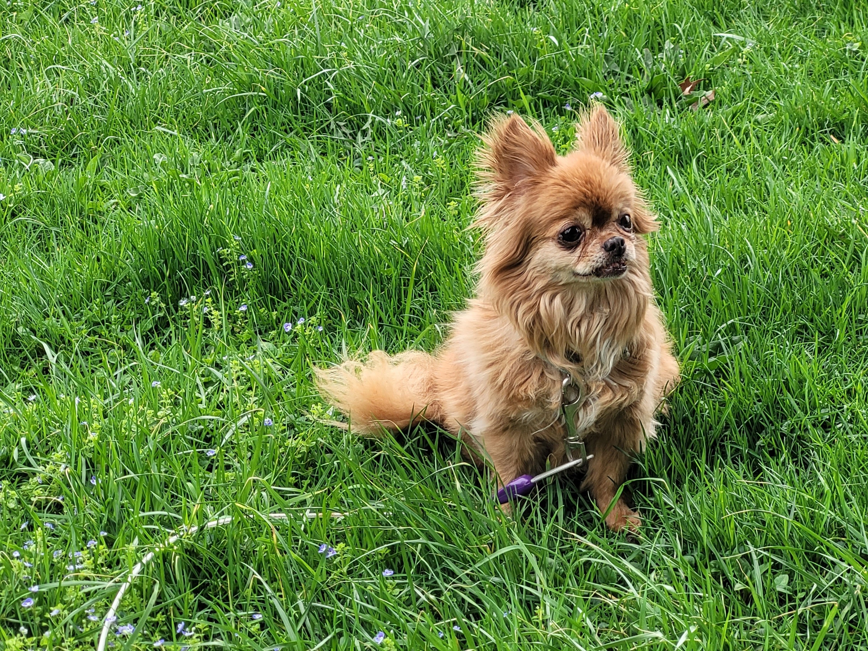 Tuffy's last photo